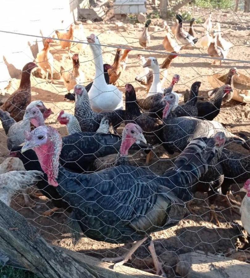Sitio No Interior De Sp Para Curtir A Natureza Águas da Prata Exteriör bild